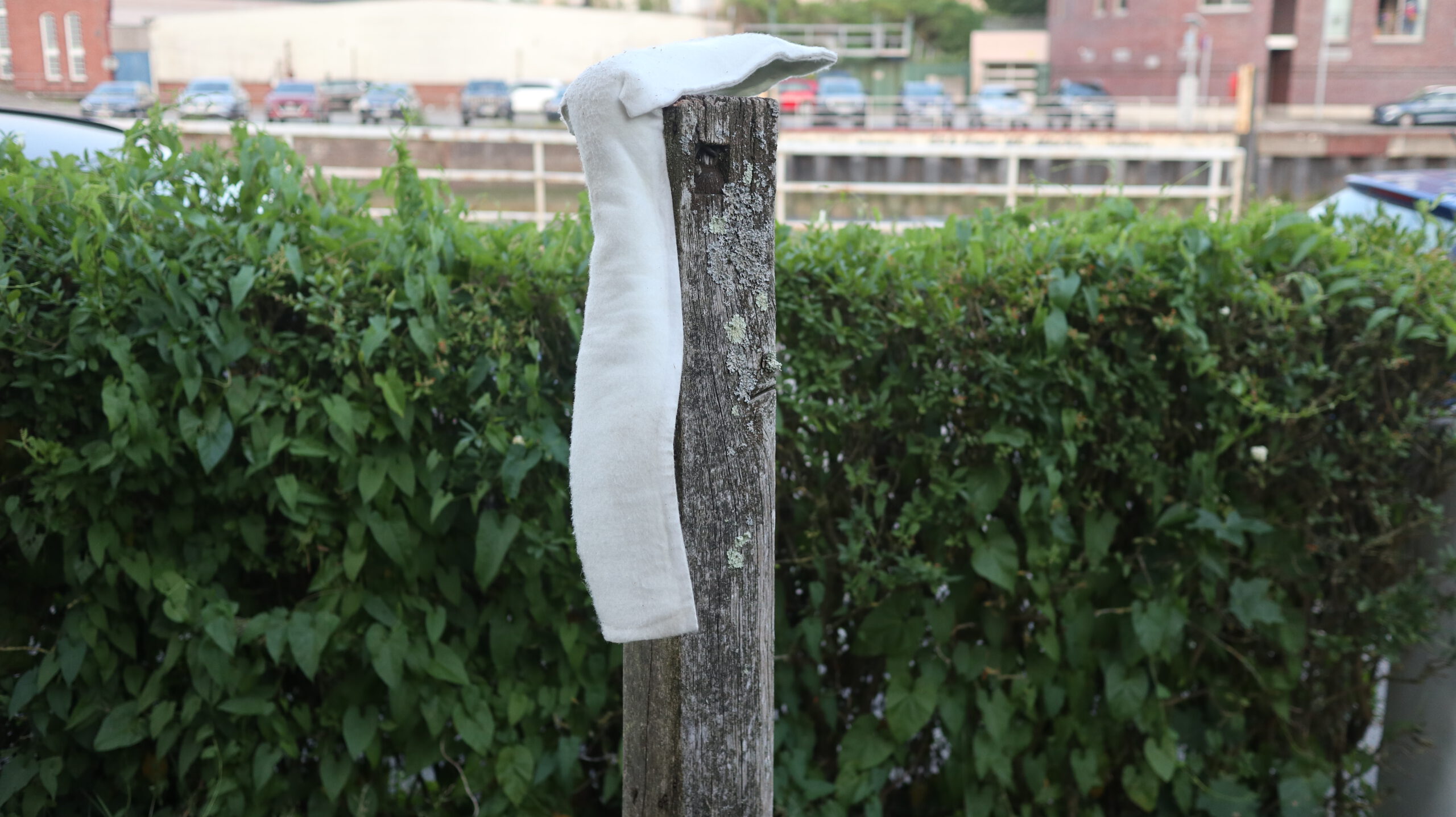 Gips